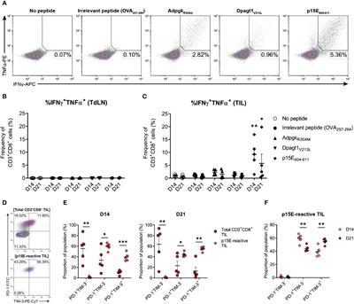Corrigendum: Late-stage MC38 tumours recapitulate features of human colorectal cancer – implications for appropriate timepoint selection in preclinical studies